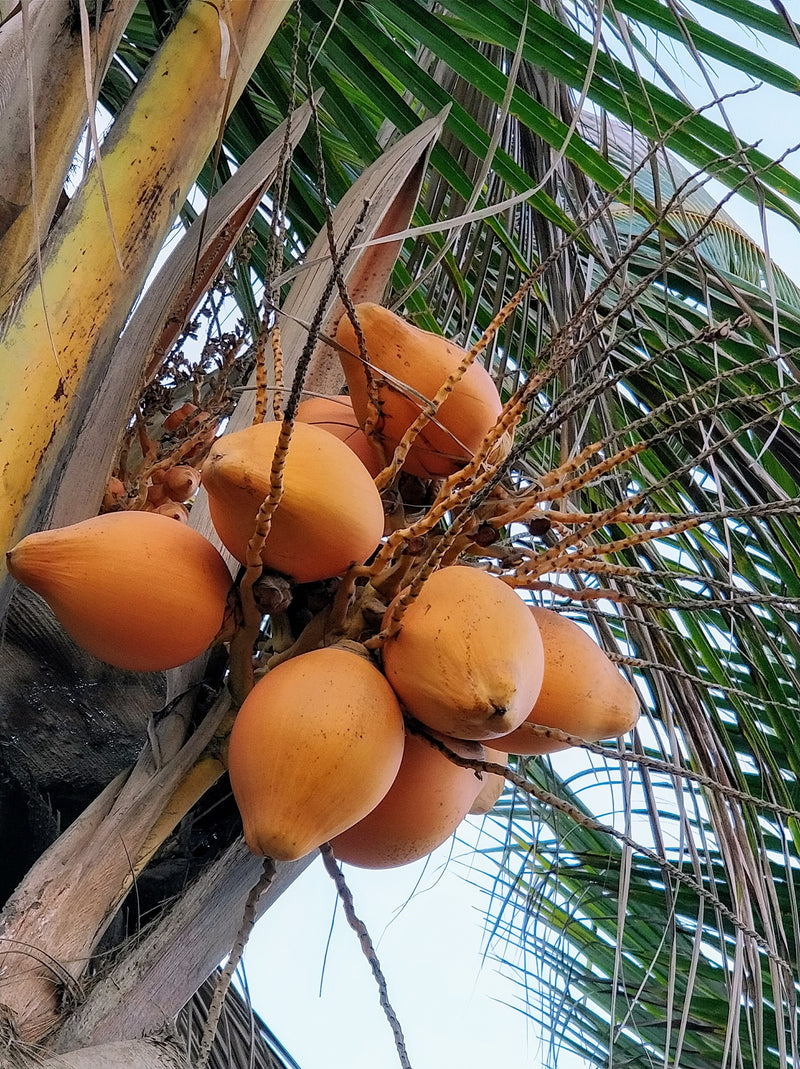 Palm - 4